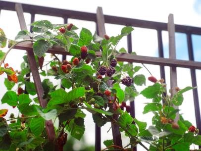 Thorny bushes with juicy berries, the brambleberry bushes grow in