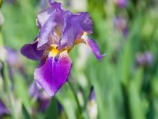 Showy Purple Iris