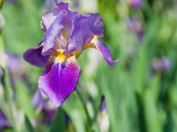 Showy Purple Iris