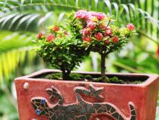 Lizard Pot Holds Tiny Plants With Red Flowers