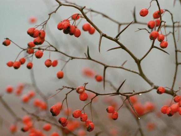 Red Berries of Buckthorn Canada