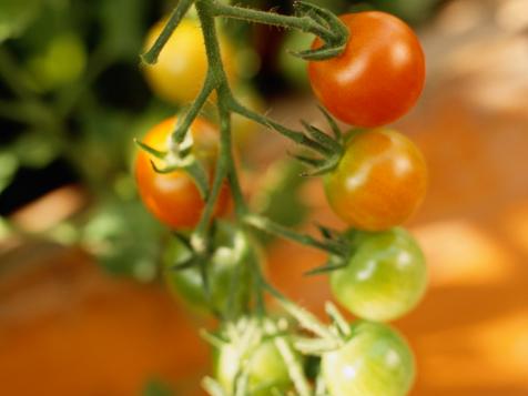 Troubleshooting Tomato Plant Problems