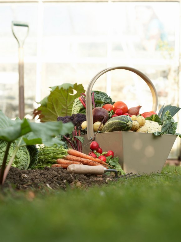 Collected Vegetables in Container on Soil