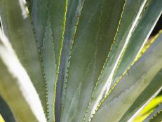 Dramatic Agave Fronds