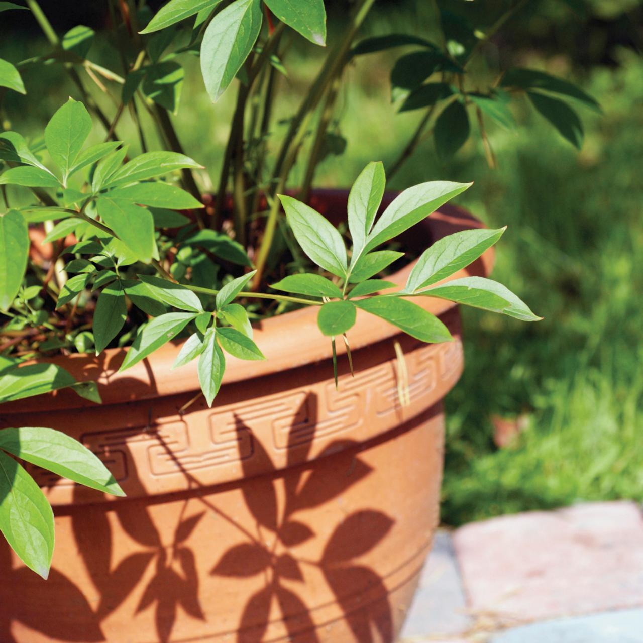 4 Tips for Choosing the Best Containers for Your Houseplants