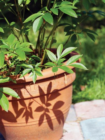 Container Gardening: Selecting the Perfect Pot - Utah Style and Design