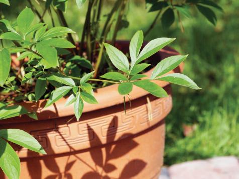 Choose the Best Containers for Your Plants