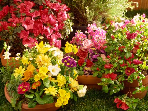 Container Flower Garden with Variety