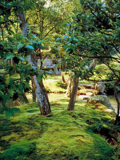 Creating a Moss Garden? Here Are 10 Moss Plants for That Serene Space 