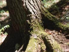 Learn more about complex tree root systems.