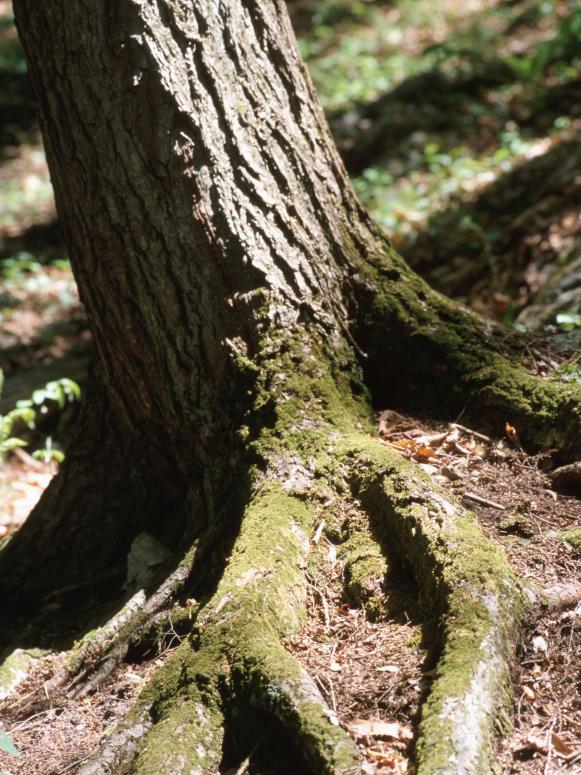 Mature Tree Roots