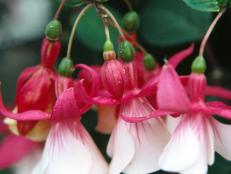Learn how to properly care for budding fuchsias all year with these simple gardening tips.