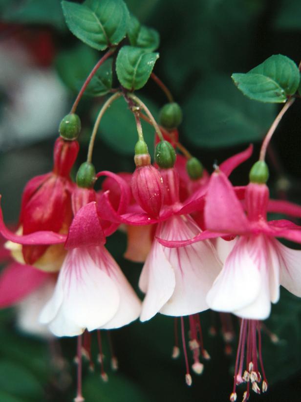 Pink and White Fuchsia Bells
