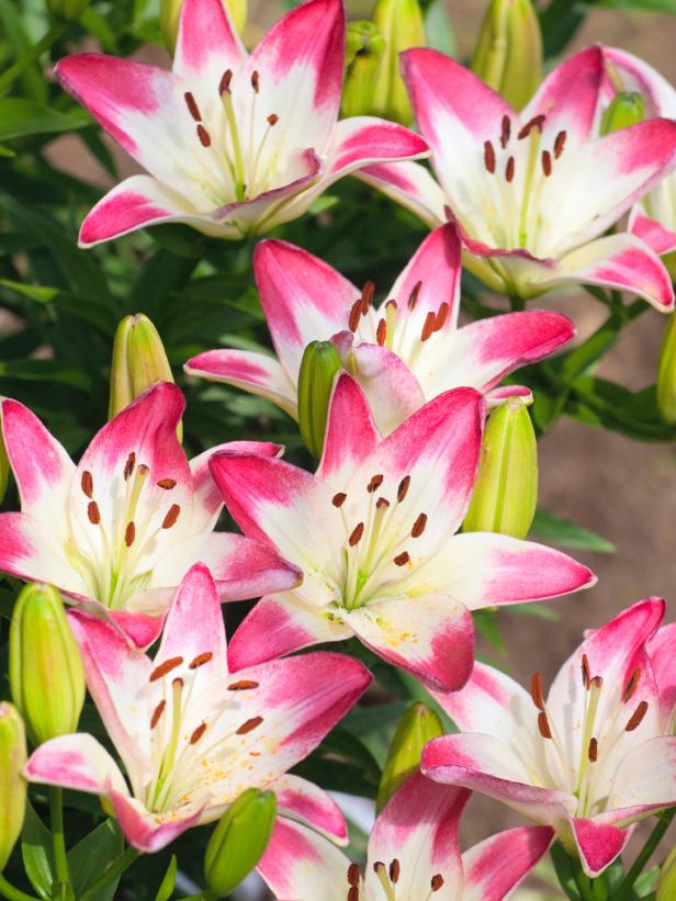 Pink Day Lilies