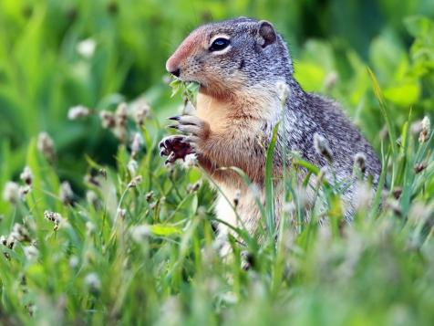 How to Get Rid of Gophers, Moles and Armadillos
