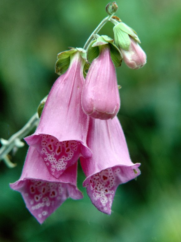 Bell-Shaped Petals