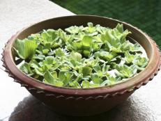 Small Container Water Garden