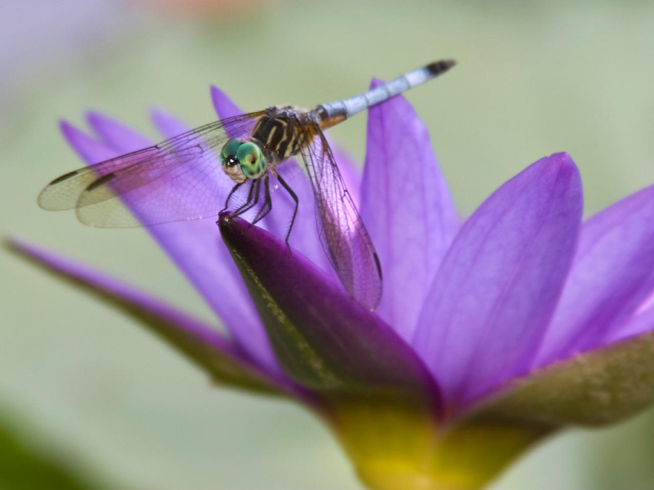 Invite Dragonflies Into Your Garden | HGTV