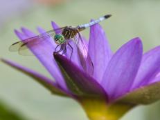 Dragonfly Take a Break on Purple Petals