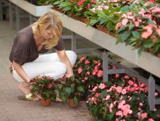 Find out how to make the best purchases at your local plant nursery with these simple tips.