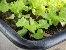 Lettuce Heads on a Black Tray