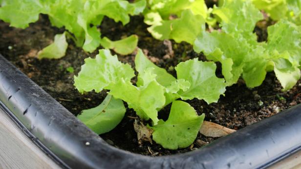 <center>How to Plant an Indoor Salad Garden