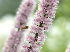 Black Beauty Bugbane With Bee