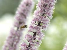 Black Beauty Bugbane With Bee