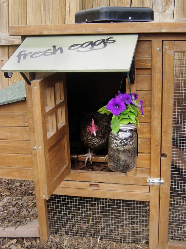 Chicken Coops for Backyard Flocks | HGTV