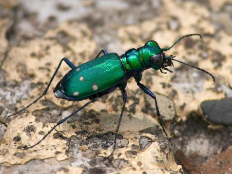 Welcome the Six-Spotted Tiger Beetle to Your Garden
