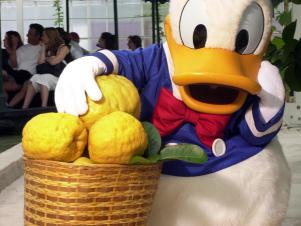 Donald Duck Poses with Nine Pound Lemons