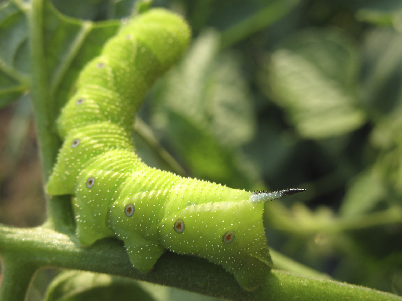 download tomato hornworm download tomato hornworm