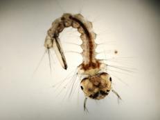 Mosquito Larvae