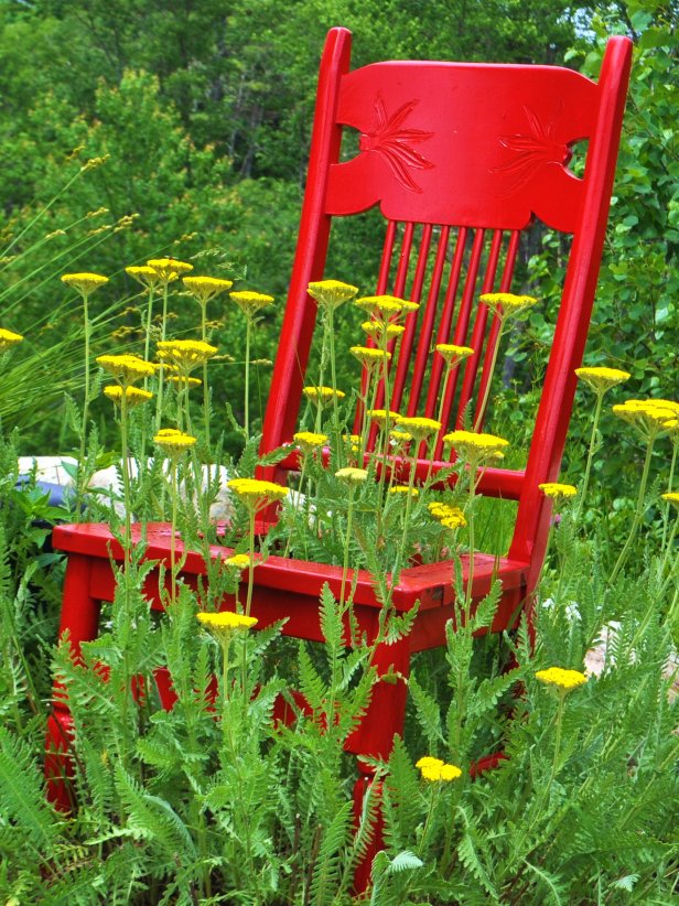 yellow yarrow