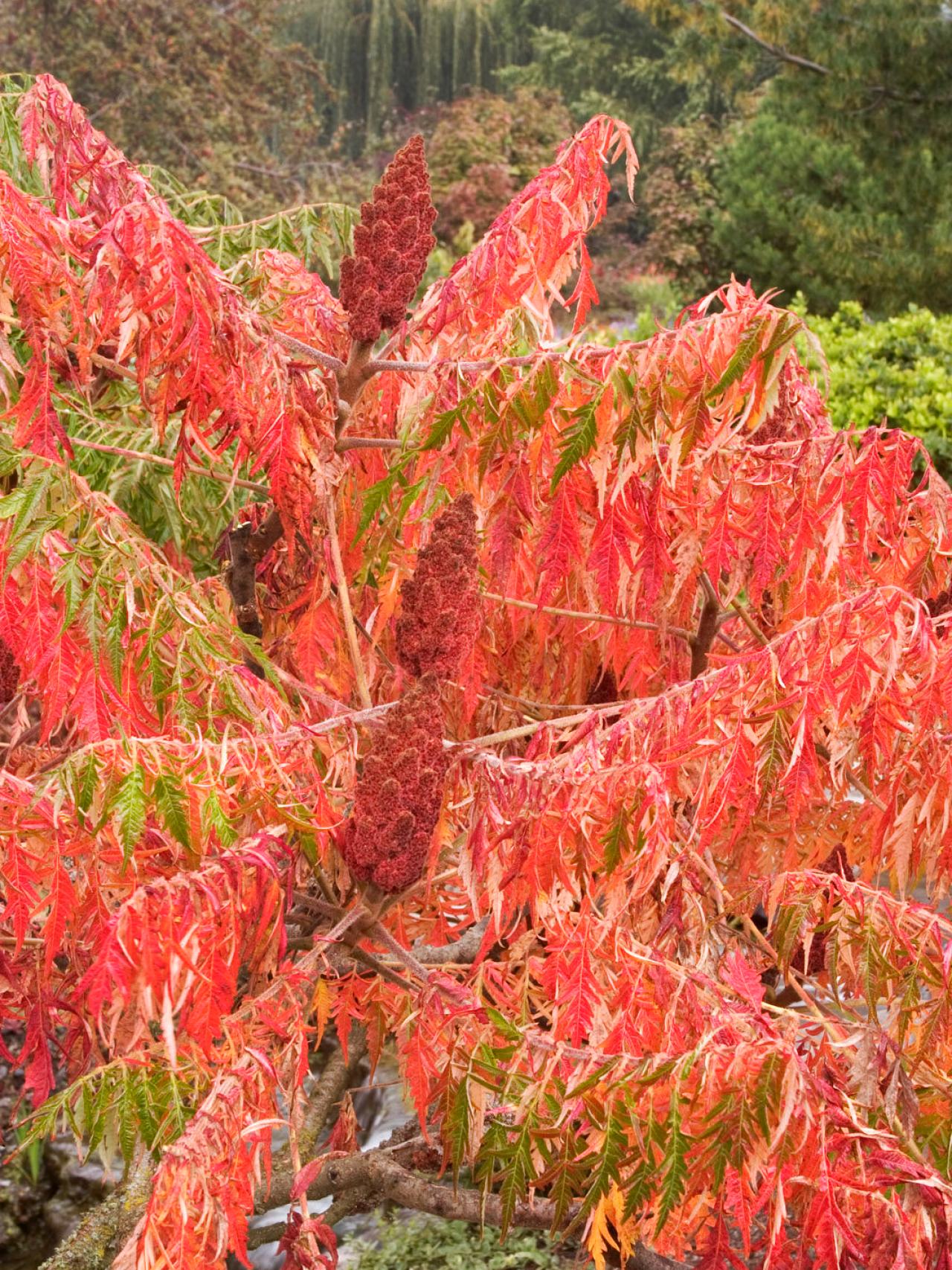 Sumac Trees Are Unsung Garden Trees Hgtv,Mixed Drinks With Vodka Recipes