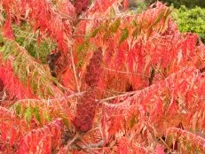 Red sumac in fall