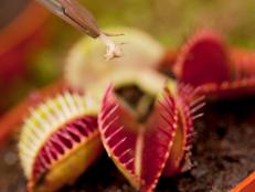 Venus Flytrap is Carnivorous Plant