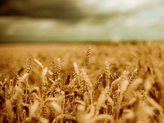 Close-up artwork of a wheat field.