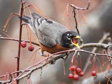 Robin with Crabapples
