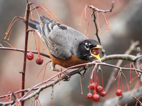 For the Birds: How to Attract Wildlife in Winter