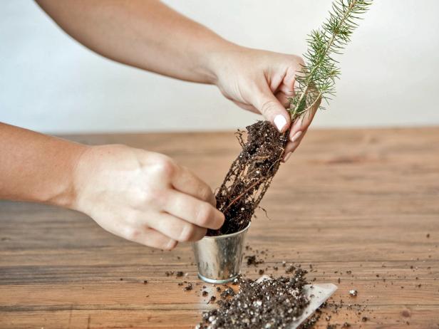 Loosen up the roots and soil on the evergreen seeding and place roots into the aluminum bucket.