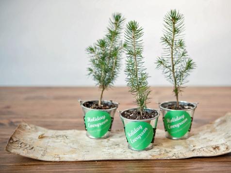 Make Evergreen Tree Holiday Party Favors