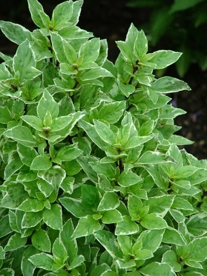 How to Grow and Harvest Basil | HGTV