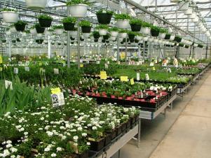 Original_Nancy-J-Ondra-Greenhouse-Display-plant-trays-white-flowers-01_4x3
