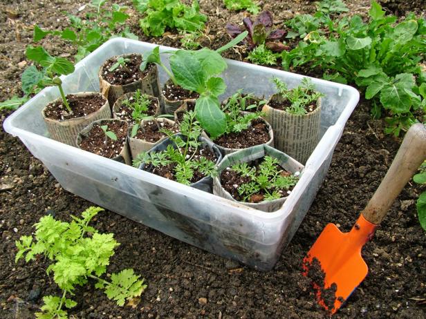 Plant Seedlings in Newspaper Pots
