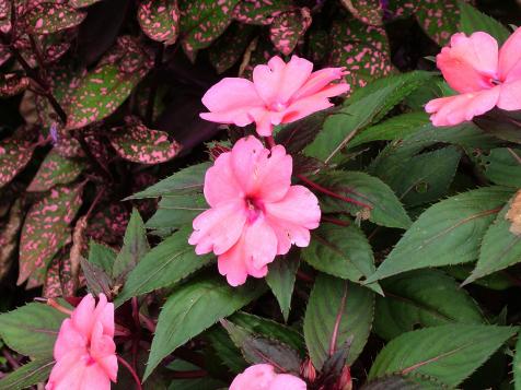 New Guinea Impatiens: A Colorful Annual to Brighten Shady Spots