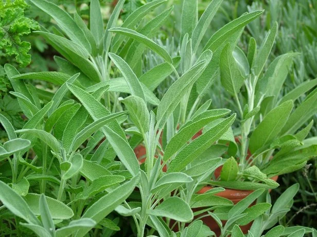 Sage leaves in a container garden