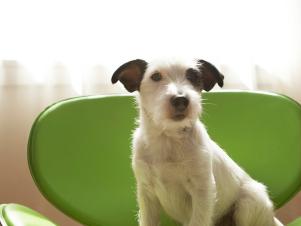 RF_GETTY_white-dog-in-modern-green-chair_s3x4