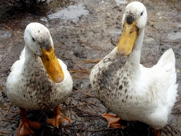 Ducks covered in dirt