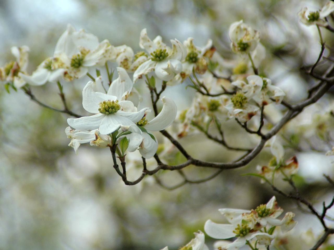 flowering dogwood flower